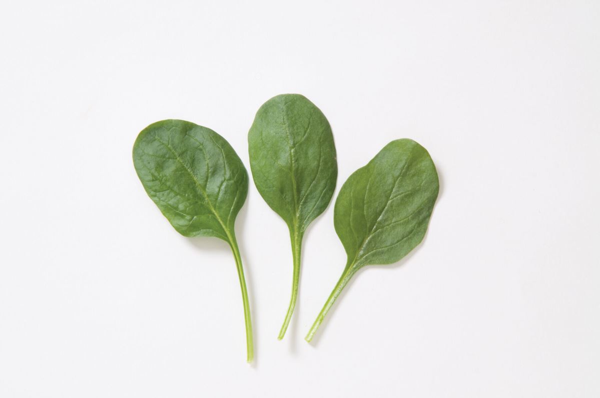 Corvair – Organic Spinach Seed
